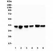 Western blot testing of human 1) U-2 OS, 2) Caco-2, 3) A431, 4) U-87 MG, 5) rat brain and 6) mouse brain lysate with Fox2 antibody. Expected molecular weight ~41 kDa.
