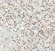 Western blot testing of human 1) U-2 OS, 2) Caco-2, 3) A431, 4) U-87 MG, 5) rat brain and 6) mouse brain lysate with Fox2 antibody. Expected molecular weight ~41 kDa.