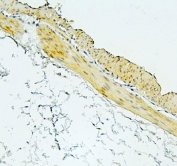 IHC staining of FFPE mouse gastric tissue with Fox2 antibody. HIER: boil tissue sections in pH6, 10mM citrate buffer, for 20 min and allow to cool before testing.