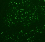 IHC staining of FFPE rat gastric tissue with Fox2 antibody. HIER: boil tissue sections in pH6, 10mM citrate buffer, for 20 min and allow to cool before testing.