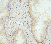 IHC staining of FFPE rat gastric tissue with Fox2 antibody. HIER: boil tissue sections in pH6, 10mM citrate buffer, for 20 min and allow to cool before testing.