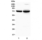 Western blot testing of human 1) placenta and 2) ThP-1 lysate with SYK antibody. Predicted molecular weight ~72 kDa.