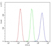 Flow cytometry testing of human HeLa cells with TIE2 antibody at 1ug/million cells (blocked with goat sera); Red=cells alone, Green=isotype control, Blue= TIE2 antibody.