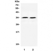 Western blot testing of 1) rat testis and 2) mouse testis lysate with BLyS antibody. Predicted molecular weight ~34 kDa.
