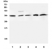 Western blot testing of human 1) U-937, 2) Caco-2, 3) PANC-1, 4) CCRF-CEM, 5) MDA-MB-231 lysate with BLyS antibody. Predicted molecular weight ~34 kDa.