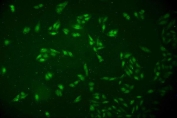 Immunofluorescent staining of human U-2 OS cells with DCK antibody. HIER: steam section in pH6 citrate buffer for 20 min.