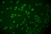 Immunofluorescent staining of human U-2 OS cells with DCK antibody. HIER: steam section in pH6 citrate buffer for 20 min.