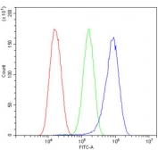 Flow cytometry testing of human U-87 MG cells with TRPV5 antibody at 1ug/million cells (blocked with goat sera); Red=cells alone, Green=isotype control, Blue= TRPV5 antibody.