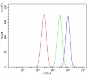 Flow cytometry testing of human HepG2 cells with TRPV5 antibody at 1ug/million cells (blocked with goat sera); Red=cells alone, Green=isotype control, Blue= TRPV5 antibody.