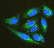 Immunofluorescent staining of FFPE human U-2 OS cells with Thioredoxin 2 antibody (green) and DAPI (blue). HIER: boil tissue sections in pH6, 10mM citrate buffer, for 20 min and allow to cool before testing.