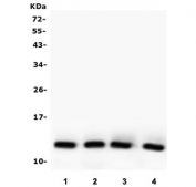 Western blot testing of 1) rat kidney, 2) mouse liver, 3) mouse kidney and 4) mouse testis lysate with Thioredoxin 2 antibody. Predicted molecular weight ~13 kDa.