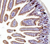 IHC staining of FFPE mouse small intestine with Thioredoxin 2 antibody. HIER: boil tissue sections in pH6, 10mM citrate buffer, for 20 min and allow to cool before testing.