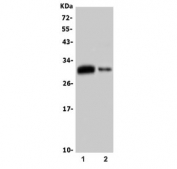 Western blot testing of 1) human U-2 OS and 2) mouse thymus lysate with B7H4 antibody. Predicted molecular weight: ~31 kDa.