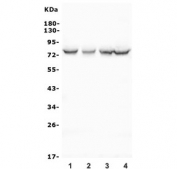 Western blot testing of human 1) U-2 OS, 2) ThP-1, 3) PC-3 and 4) K562 cell lysate with BMAL1 antibody. Predicted molecular weight ~69 kDa.