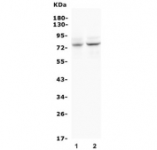 Western blot testing of 1) rat heart and 2) mouse heart lysate with BMAL1 antibody. Predicted molecular weight ~69 kDa.