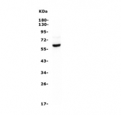 Western blot testing of human ThP-1 cell lysate with ASIC1 antibody. Predicted molecular weight ~60 kDa.