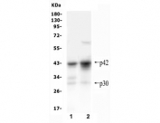 Western blot testing of 1) rat lung and 2) mouse lung lysate with CEBP Alpha antibody.