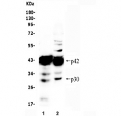 Western blot testing of human 1) U-937 and 2) HepG2 cell lysate with CEBP Alpha antibody.