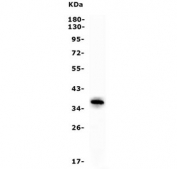 Western blot testing of human plasma lysate with APOL1 antibody. Predicted molecular weight: ~44 kDa.