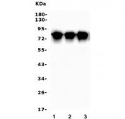Western blot testing of 1) rat brain, 2) mouse brain and 3) human HeLa lysate with TORC1 antibody. Predicted molecular weight ~67 kDa, routinely observed at 67-82 kDa.