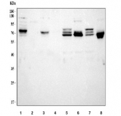 Western blot testing of 1) human SH-SY5Y, 2) human Jurkat, 3) human U-87 MG, 4) human U-2 OS, 5) rat brain, 6) rat C6, 7) mouse brain and 8) mouse Neuro-2a cell lysate with DBH antibody. Predicted molecular weight ~69 kDa.