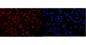 Immunofluorescent staining of FFPE human U-2 OS cells with DDX5 antibody (red) and DAPI nuclear stain (blue). HIER: boil tissue sections in pH6, 10mM citrate buffer, for 20 min and allow to cool before testing.
