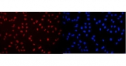 Immunofluorescent staining of FFPE human U-2 OS cells with DDX5 antibody (red) and DAPI nuclear stain (blue). HIER: boil tissue sections in pH6, 10mM citrate buffer, for 20 min and allow to cool before testing.