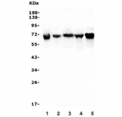 Western blot testing of human 1) HL-60, 2) A431, 3) U-87 MG, 4) K562 and 6) ThP-1 cell lysate with DDX5 antibody. Predicted molecular weight: ~68 kDa.