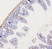IHC staining of FFPE mouse intestine with Filamin A antibody. HIER: boil tissue sections in pH6, 10mM citrate buffer, for 20 min and allow to cool before testing.
