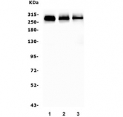 Western blot testing of 1) rat ovary, 2) mouse lung and 3) mouse HEPA1-6 lysate with Filamin A antibody. Predicted molecular weight ~281 kDa.