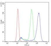 Flow cytometry testing of human A431 cells with Beta Glucuronidase antibody at 1ug/million cells (blocked with goat sera); Red=cells alone, Green=isotype control, Blue= Beta Glucuronidase antibody.