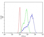 Flow cytometry testing of human Caco-2 cells with Beta Glucuronidase antibody at 1ug/million cells (blocked with goat sera); Red=cells alone, Green=isotype control, Blue= Beta Glucuronidase antibody.