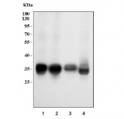 Western blot testing of 1) human Raji, 2) human Daudi, 3) human Ramos and 4) human HMy2.CIR cell lysate with HLA-DRA antibody. Expected molecular weight ~35 kDa.