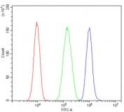 Flow cytometry testing of human SW620 cells with HLA-DRA antibody at 1ug/million cells (blocked with goat sera); Red=cells alone, Green=isotype control, Blue= HLA-DRA antibody.