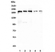 Western blot testing of human 1) U-87 MG, 2) HL-60, 3) HeLa, 4) U-2 OS and 5) Caco-2 lysate with IQGAP1 antibody. Predicted molecular weight ~189 kDa.