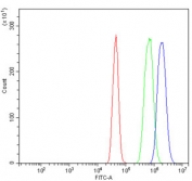 Flow cytometry testing of human A431 cells with IQGAP1 antibody at 1ug/million cells (blocked with goat sera); Red=cells alone, Green=isotype control, Blue= IQGAP1 antibody.