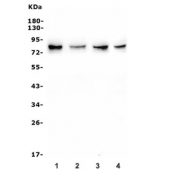 Western blot testing of human 1) PC-3, 2) U-2 OS, 3) HEK293 and 4) K562 cell lysate with IRAK1 antibody. Predicted molecular weight 68-76 kDa.