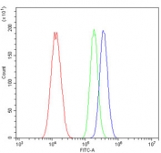 Flow cytometry testing of human A549 cells with IRAK1 antibody at 1ug/million cells (blocked with goat sera); Red=cells alone, Green=isotype control, Blue= IRAK1 antibody.