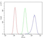 Flow cytometry testing of human A549 cells with LPP antibody at 1ug/million cells (blocked with goat sera); Red=cells alone, Green=isotype control, Blue= LPP antibody.