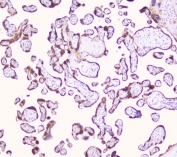 IHC staining of FFPE human placenta with LRTOMT antibody. HIER: boil tissue sections in pH6, 10mM citrate buffer, for 20 min and allow to cool before testing.