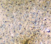 IHC staining of FFPE mouse brain with LRTOMT antibody. HIER: boil tissue sections in pH6, 10mM citrate buffer, for 20 min and allow to cool before testing.