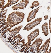 IHC staining of FFPE mouse intestine with PXR/NR1I2 antibody. HIER: boil tissue sections in pH6, 10mM citrate buffer, for 20 min and allow to cool before testing.