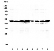 Western blot testing of human 1) HepG2, 2) ThP-1, 3) HL-60, 4) K562, 5) A431, 6) A549, 7) HeLa and 8) Caco-2 lysate with PXR/NR1I2 antibody. Predicted molecular weight: ~50 kDa.