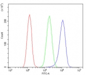 Flow cytometry testing of fixed and permeabilized human A549 cells with Polycystin 2 antibody at 1ug/million cells (blocked with goat sera); Red=cells alone, Green=isotype control, Blue= Polycystin 2 antibody.