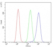 Flow cytometry testing of human A549 cells with Polycystin 2 antibody at 1ug/million cells (blocked with goat sera); Red=cells alone, Green=isotype control, Blue= Polycystin 2 antibody.