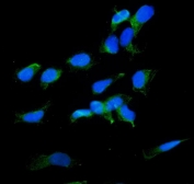 IF/ICC staining of FFPE human HeLa cells with Radixin antibody (green) at 2ug/ml and DAPI nuclear stain (blue). HIER: steam section in pH6 citrate buffer for 20 min.