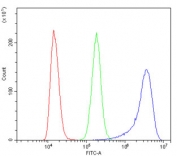 Flow cytometry testing of human K562 cells with Radixin antibody at 1ug/million cells (blocked with goat sera); Red=cells alone, Green=isotype control, Blue= Radixin antibody.
