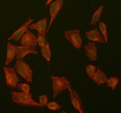 Flow cytometry testing of human ThP-1 cells with SUZ12 antibody at 1ug/million cells (blocked with goat sera); Red=cells alone, Green=isotype control, Blue= SUZ12 antibody.