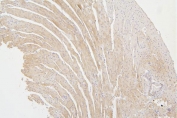 IHC staining of FFPE mouse heart with Tafazzin antibody. HIER: boil tissue sections in pH6, 10mM citrate buffer, for 20 min and allow to cool before testing.