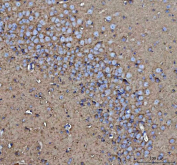Immunohistochemical staining of FFPE mouse brain tissue with CD90 antibody, HRP-secondary and DAB substrate. HIER: boil tissue sections in pH8 EDTA for 20 min and allow to cool before testing.
